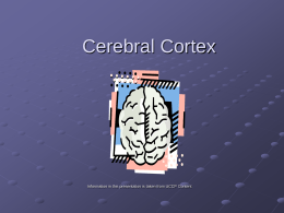 Cerebral Cortex and Corpus Callosum