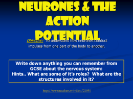 Neurones & the Action Potential