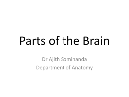 Parts of the Brain - University of Peradeniya