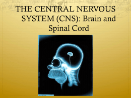 Central Nervous System - York Catholic District School Board