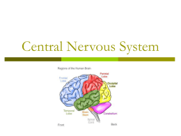 Central Nervous System - Woodstown