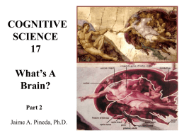 What's a Brain? Part 2 - UCSD Cognitive Science
