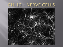 Ch. 12 – Nerve Cells