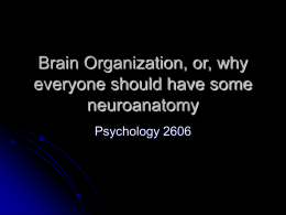 Brain Organization or, why everyone should have some