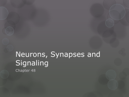 Neurons, Synapses and Signaling