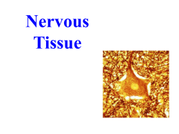 Chapter 12 Nervous Tissue