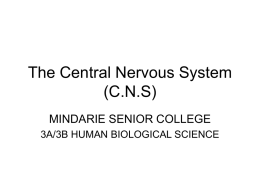 Central Nervous System - Amudala Assistance Area