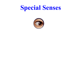 Chapter 17 Special Senses