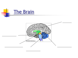 The Brain & Cerebral Hemispheres