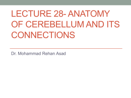 LECTURE 28- ANATOMY OF CEREBELLUM AND ITS …