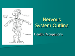 nervous system outline PPT