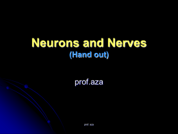 Neurons and Nerves