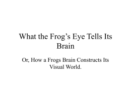 What the Frog`s Eye Tells Its Brain