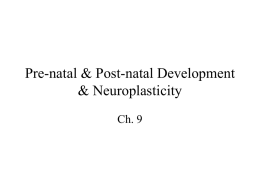 Development & Neuroplasticity - U