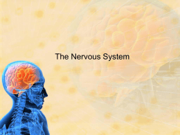 The Nervous System - Sheffield.k12.oh.us