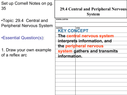 29.4 Central and Peripheral Nervous Systems The