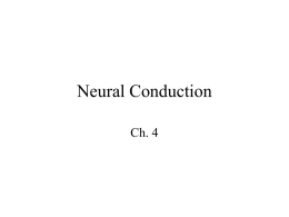 Neural Conduction - U