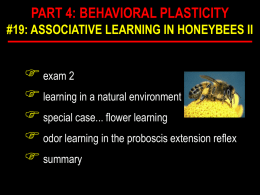 odor learning & proboscis extention reflex
