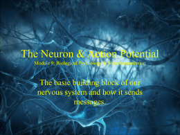 Module 9: Neuron & Action Potential PowerPoint