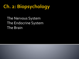Ch. 2: Biopsychology