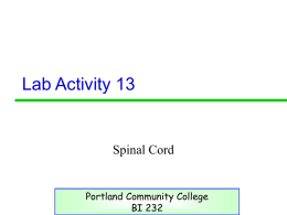 Ativity 13 - PCC - Portland Community College