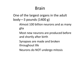 Brain Structure Notes - Littlemiamischools.org