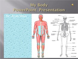 My bone/Muscle project