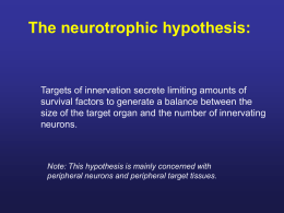Note: This hypothesis is mainly concerned with peripheral neurons