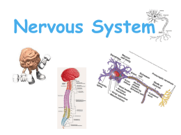 Introduction of the Nervous System