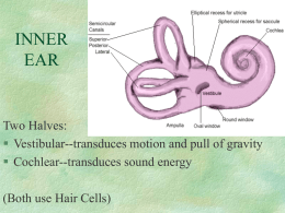 inner ear - CLAS Users