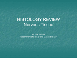 histology06