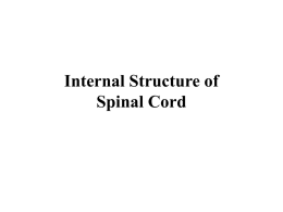 Internal structure of spinal cord