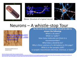 Neurons – A whistle-stop Tour
