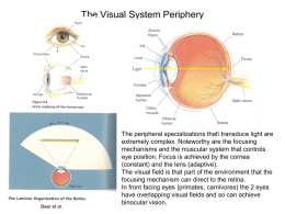 The Visual System: Periphery and Retina
