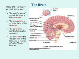 Brain Physiology PPT