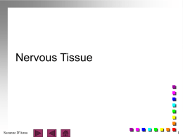 6-3 Nervous Tissue