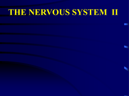 nervous system text b - powerpoint presentation