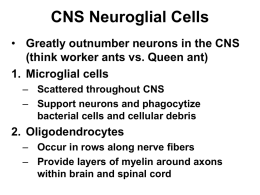 CNS Neuroglial Cells
