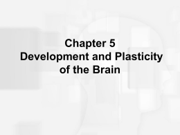 Development of the Brain