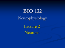 Lecture 2 (Neurons)