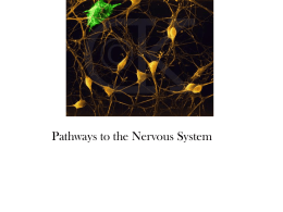 Modules 4-6 - Neural and Hormonal Systems PowerPoint