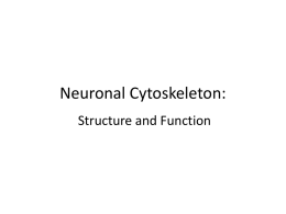 Neuronal Cytoskeleton14