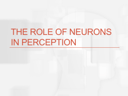 Chapter 2: Introduction to Physiology of Perception