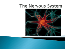 Cox Nervous System 2015