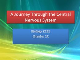 A Journey Through the Central Nervous System