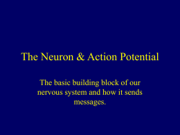 The Neuron & Action Potential