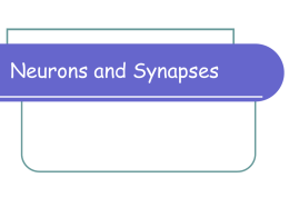 Neurons and synapses..