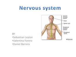 NERVOUS SYSTEM – Forero, Barrera, Leyton