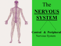 NERVOUS SYSTEM CNS-Central Nervous System PNS