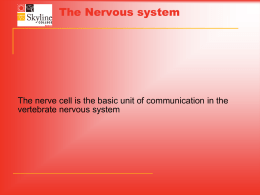 The Nervous system